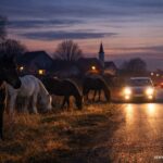 Stoka bez nadzora u Hrvatskoj konji na cesti opasnost za promet i imovinu