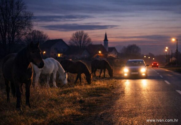 Stoka bez nadzora u Hrvatskoj konji na cesti opasnost za promet i imovinu
